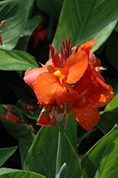 Cannova Red Canna (Canna 'Cannova Red') at Stonegate Gardens