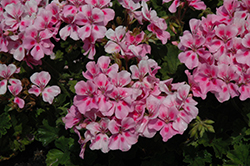 Sarita Soft Pink Splash Geranium (Pelargonium 'Sarita Soft Pink Splash') at Stonegate Gardens