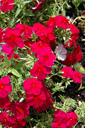Phloxy Lady Cherry Red Annual Phlox (Phlox 'Phloxy Lady Cherry Red') at Lakeshore Garden Centres