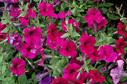 Success! Burgundy Petunia (Petunia 'Success! Burgundy') at Lakeshore Garden Centres