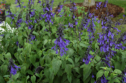 Black & Bloom Sage (Salvia guaranitica 'Black & Bloom') at Lakeshore Garden Centres