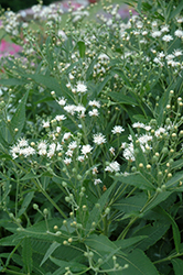 White Lightning Ironweed (Vernonia noveboracensis 'White Lightning') at Stonegate Gardens