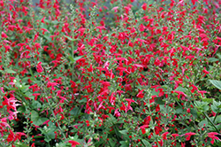Summer Jewel Red Sage (Salvia 'Summer Jewel Red') at Stonegate Gardens