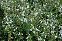 Summer Jewel White Sage (Salvia 'Summer Jewel White') at Stonegate Gardens