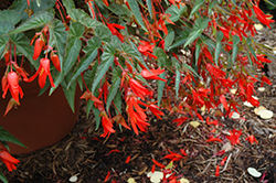 Santa Cruz Begonia (Begonia boliviensis 'Santa Cruz') at Stonegate Gardens