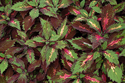 Marquee Special Effects Coleus (Solenostemon scutellarioides 'Special Effects') at Stonegate Gardens