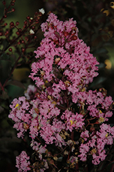 Delta Fuchsia Crapemyrtle (Lagerstroemia indica 'Delef') at Stonegate Gardens