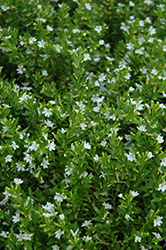 White False Heather (Cuphea hyssopifolia 'Alba') at Stonegate Gardens