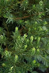 Japanese Plum Yew (Cephalotaxus harringtonia 'Drupacea') at Stonegate Gardens