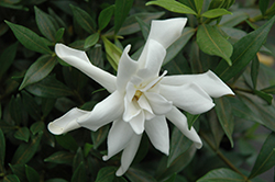Frost Proof Hardy Gardenia (Gardenia jasminoides 'Frost Proof') at Stonegate Gardens