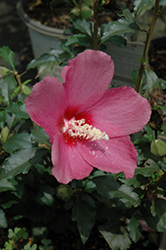 Lil' Kim Red Rose of Sharon (Hibiscus syriacus 'SHIMRR38') at Stonegate Gardens