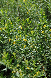 Shrubby Yellowcrest (Heimia salicifolia) at Stonegate Gardens
