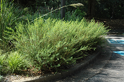 Shrubby Yellowcrest (Heimia salicifolia) at Stonegate Gardens