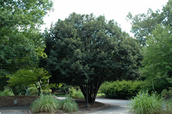 Japanese Blue Oak (Quercus glauca) at Stonegate Gardens