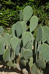 Ellisiana Spineless Prickly Pear Cactus (Opuntia cacanapa 'Ellisiana') at Stonegate Gardens