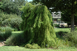 Falling Waters Baldcypress (Taxodium distichum 'Falling Waters') at Lakeshore Garden Centres