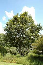 Swamp Chestnut Oak (Quercus michauxii) at Stonegate Gardens