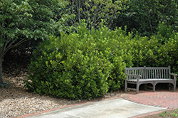 Yellow Anise Tree (Illicium parviflorum) at Stonegate Gardens