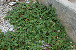 Emerald Carpet Raspberry (Rubus calycinoides 'Emerald Carpet') at Stonegate Gardens