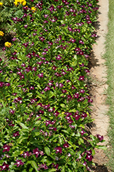 Jams 'N Jellies Blackberry Vinca (Catharanthus roseus 'PAS926830') at Stonegate Gardens