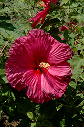 Jazzberry Jam Hibiscus (Hibiscus 'Jazzberry Jam') at A Very Successful Garden Center
