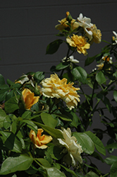 Tequila Gold Rose (Rosa 'Meipojona') at Stonegate Gardens