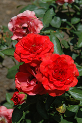 Brilliant Veranda Rose (Rosa 'KORfloci08') at Stonegate Gardens