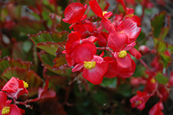 BabyWing Red Begonia (Begonia 'BabyWing Red') at Stonegate Gardens