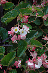 Braveheart Rose Bicolor Begonia (Begonia 'Braveheart Rose Bicolor') at Stonegate Gardens