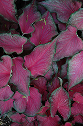 Passionista Caladium (Caladium 'Passionista') at Lakeshore Garden Centres