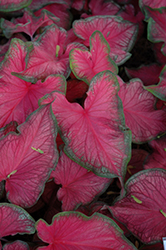 Fairytale Princess Caladium (Caladium 'UF 4412') at Lakeshore Garden Centres