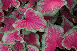 Tiki Torch Caladium (Caladium 'Tiki Torch') at Lakeshore Garden Centres