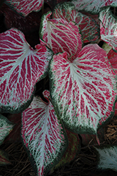 Blushing Bride Caladium (Caladium 'Blushing Bride') at Stonegate Gardens