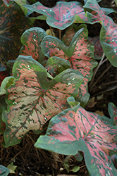 Freckles Caladium (Caladium 'Freckles') at Lakeshore Garden Centres