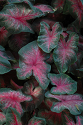 Classic Pink Caladium (Caladium 'Classic Pink') at Lakeshore Garden Centres
