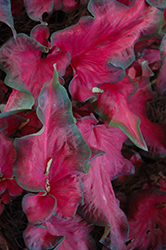 Red Hot Caladium (Caladium 'Red Hot') at Lakeshore Garden Centres