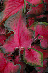 Sangria Caladium (Caladium 'Sangria') at Lakeshore Garden Centres