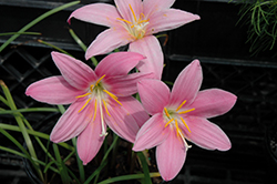 Pink Rain Lily (Zephyranthes rosea) at Stonegate Gardens