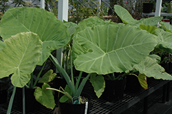 Giant Elephant Ear (Colocasia gigantea) at Lakeshore Garden Centres