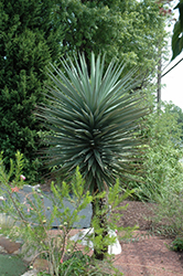 Spanish Bayonet (tree form) (Yucca aloifolia (tree form)) at Stonegate Gardens