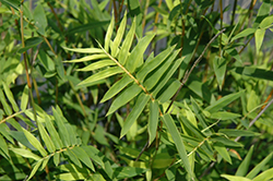 Hedge Bamboo (Bambusa multiplex) at Lakeshore Garden Centres
