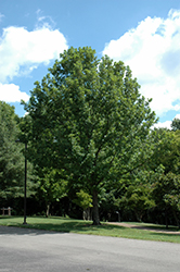 Overcup Oak (Quercus lyrata) at Stonegate Gardens