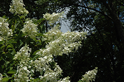 Tardiva Hydrangea (tree form) (Hydrangea paniculata 'Tardiva (tree form)') at Stonegate Gardens