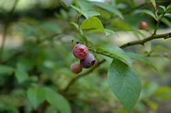 Onslow Rabbiteye Blueberry (Vaccinium ashei 'Onslow') at Stonegate Gardens