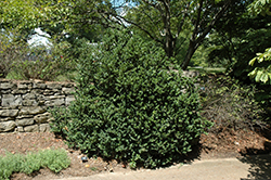Bigleaf Boxwood (Buxus sempervirens 'Macrophylla') at Stonegate Gardens