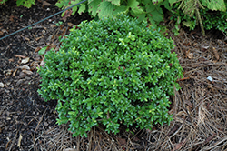Green Pillow Boxwood (Buxus microphylla 'Green Pillow') at Stonegate Gardens