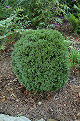 Justin Brouwers Boxwood (Buxus sinica 'Justin Brouwers') at Stonegate Gardens