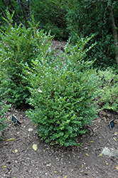 Jim's True Spreader Boxwood (Buxus microphylla 'Jim Stauffer') at Stonegate Gardens