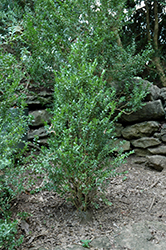Fastigiata Boxwood (Buxus sempervirens 'Fastigiata') at Stonegate Gardens