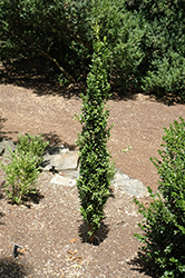 National Boxwood (Buxus sempervirens 'National') at Stonegate Gardens